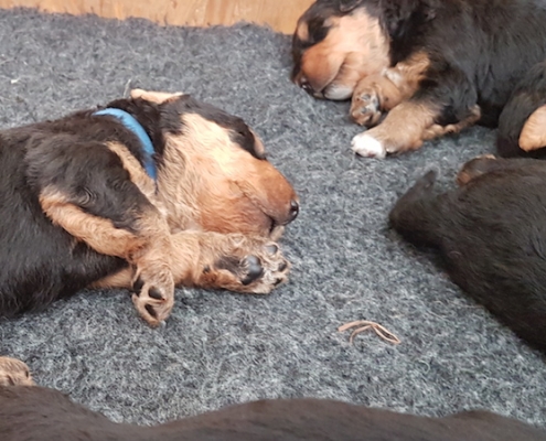 Airedale Terrier Welpen vom Lorbas