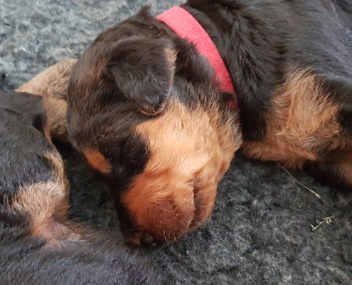 Airedale Terrier Welpen vom Lorbas