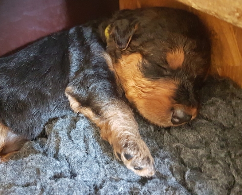 Airedale Terrier Welpen vom Lorbas