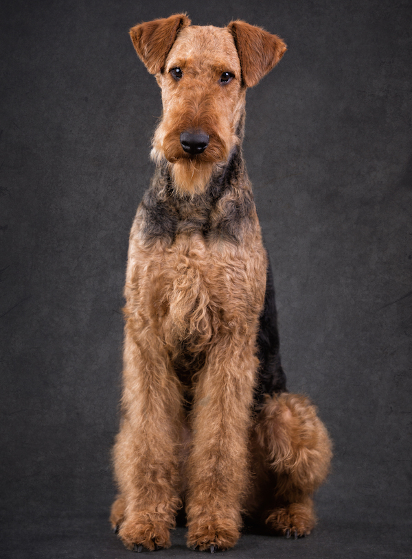 Airedale Terrier vom Lorbas