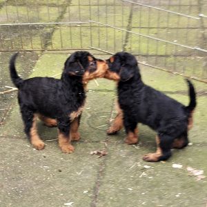 Airedale Terrier Welpen