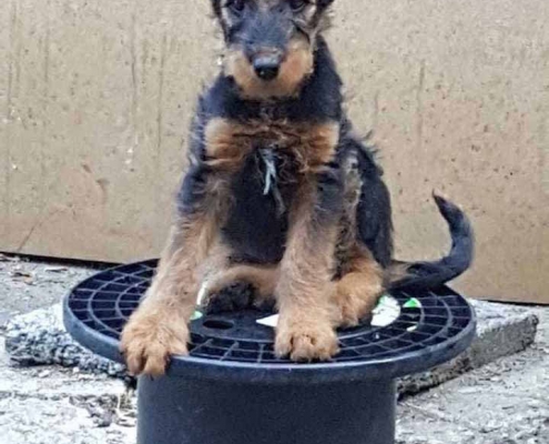 Airedale Terrier vom Sandbend