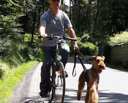 Bernhard Heinen - Airedale Terrier vom Sandbend