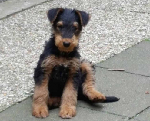 Airedale Terrier vom Sandbend