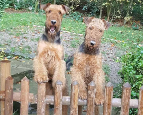 Airedale Terrier vom Sandbend