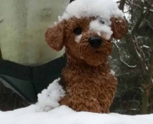 Airedale Terrier vom Sandbend