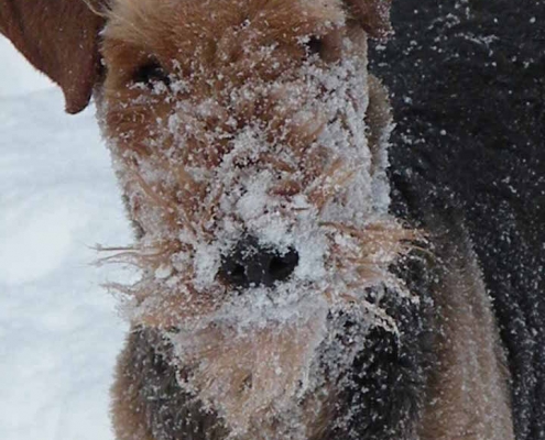 Airedale Terrier vom Sandbend