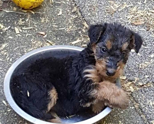 Airedale Terrier vom Sandbend