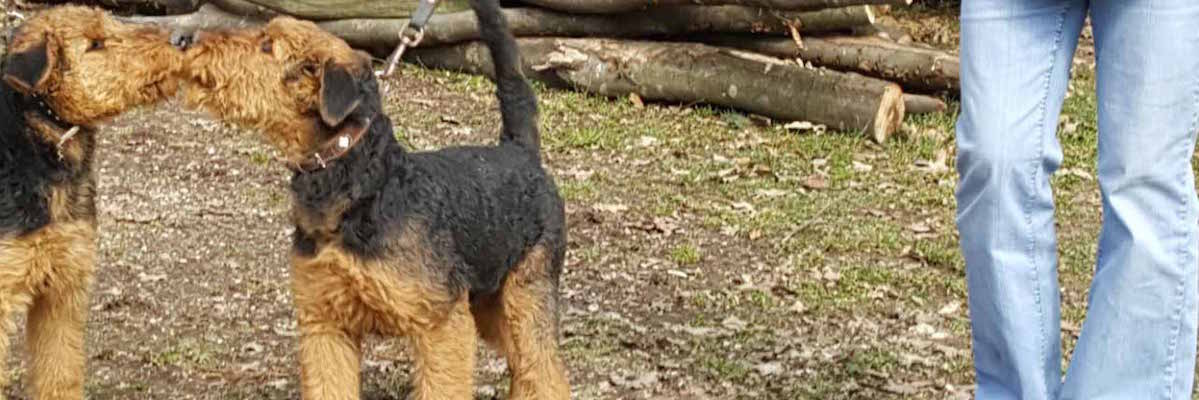 Airedale Terrier vom Sandbend