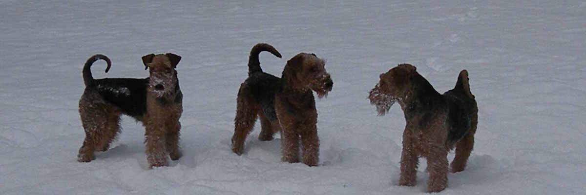 Airedale Terrier vom Sandbend