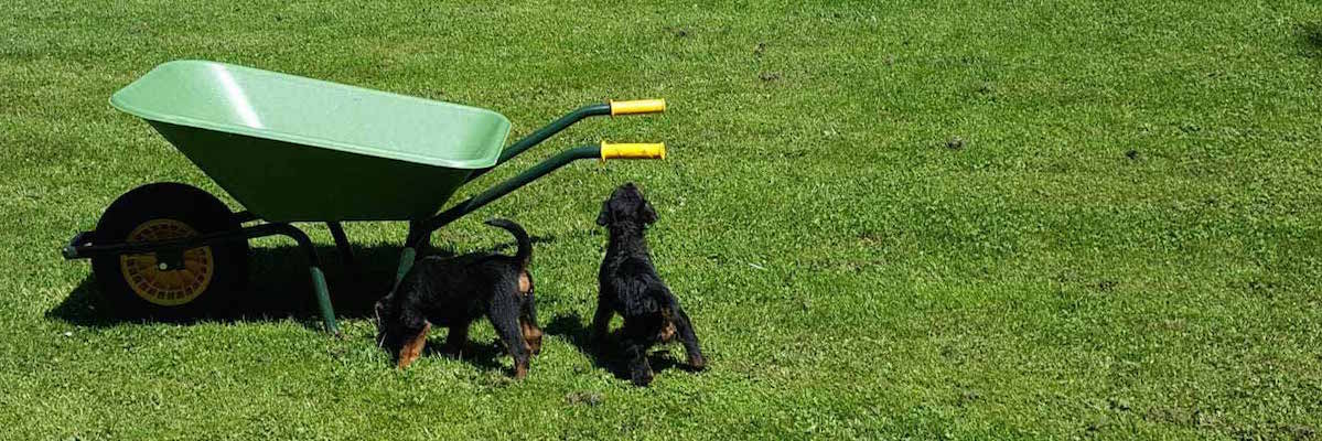 Airedale Terrier vom Sandbend