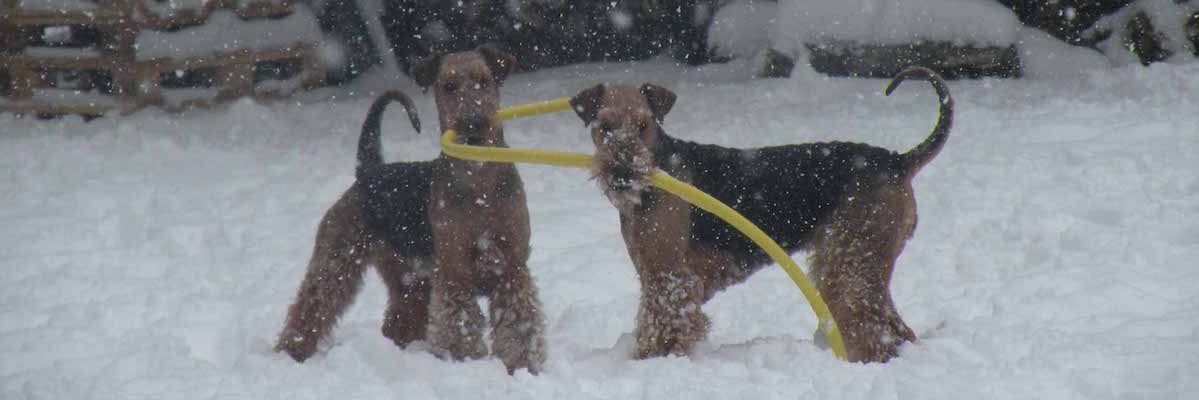 Airedale Terrier vom Sandbend