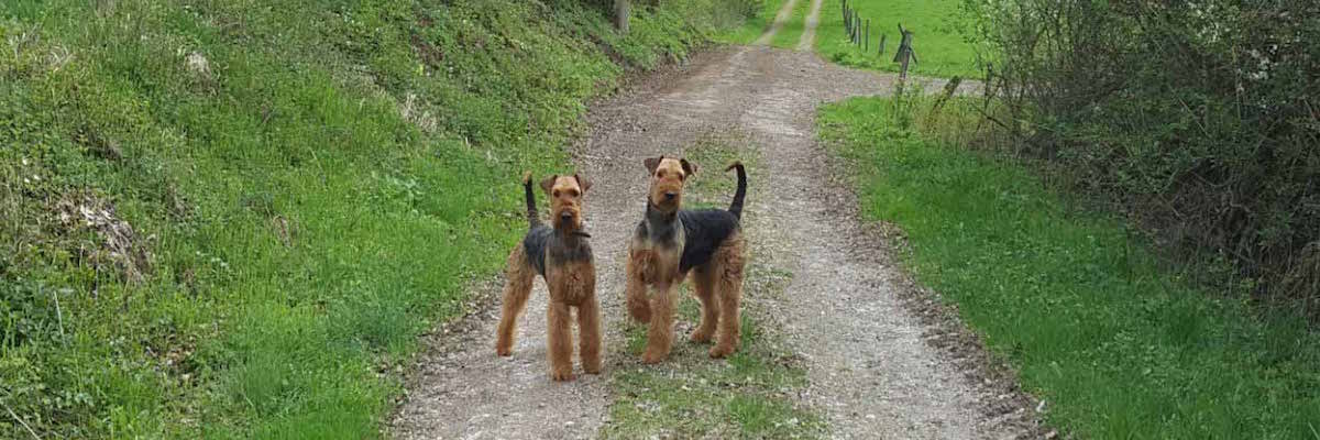 Airedale Terrier vom Sandbend