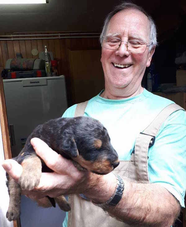 Bernhard Heinen - Airedale Terrier vom Sandbend