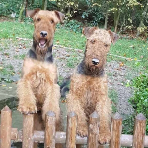 Airedale Terrier vom Sandbend