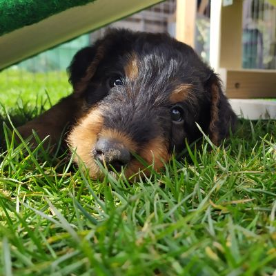 Welpe Airedale Terrier von Elly's Garden