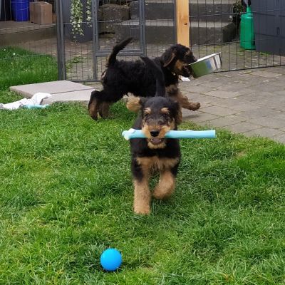 Welpe Airedale Terrier von Elly's Garden