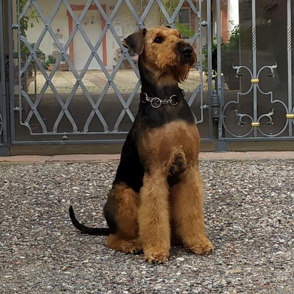 Airedale Terrier von Elly's Garden