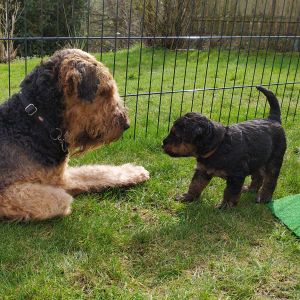 Airedale Terrier Welpen