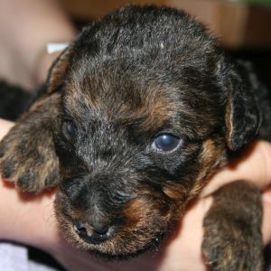 Airedale Terrier vom Sonnensee