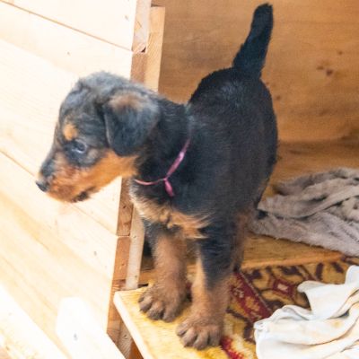 Airedale Terrier Welpe vom Sonnensee