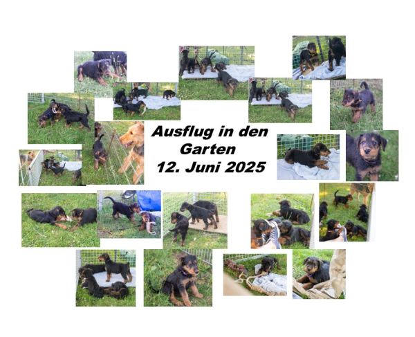 Airedale Terrier vom Sonnensee