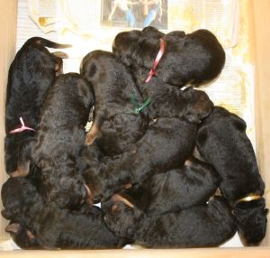 Airedale Terrier Welpen vom Sonnensee