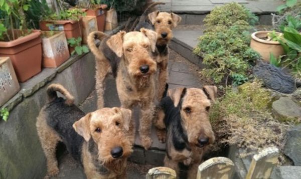 Airedale Terrier Meute vom Sonnensee