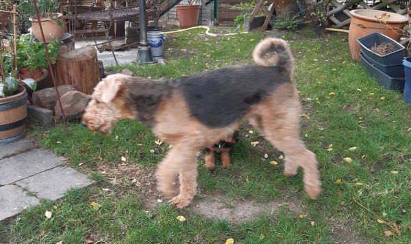 Airedale Terrier vom Sonnensee - Mutter mit Welpen