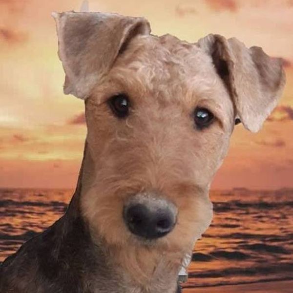 Airedale Terrier vom Sonnensee