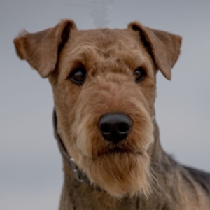 Airedale Terrier vom Sonnensee
