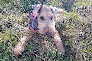 Airedale Terrier of Wediman's Star