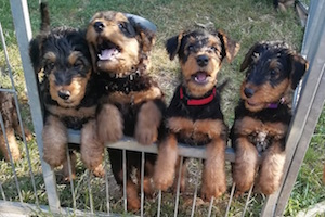 Airedale Terrier of Wediman's Star