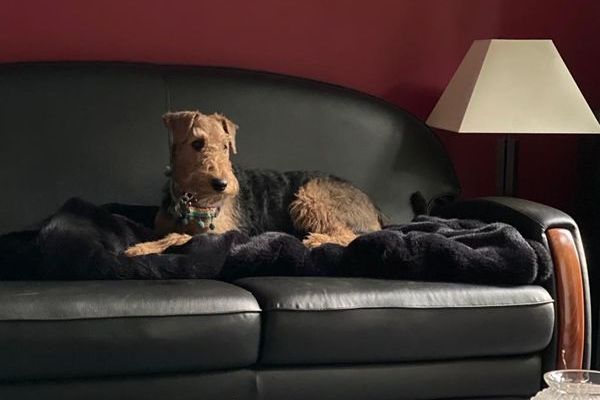 Airedale Terrier