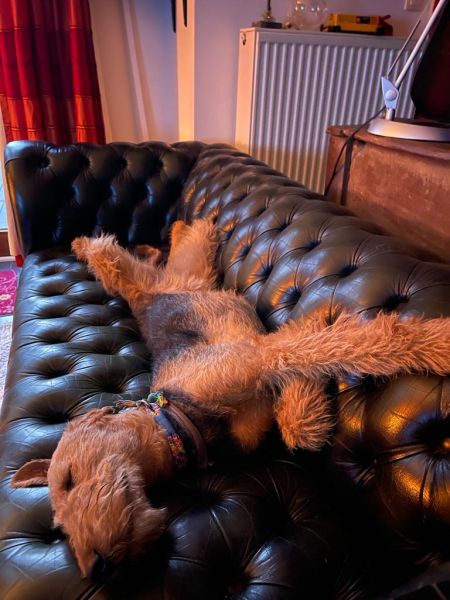 Airedale Terrier