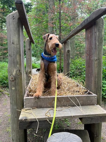 Airedale Terrier