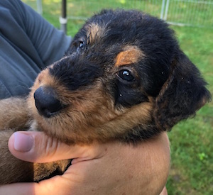 Airedale Terrier Welpen