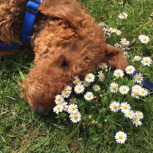 Airedale Terrier of Wedimans Star