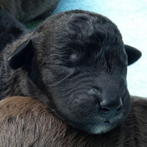 The Bushwalker Bedlington Terrier Welpe