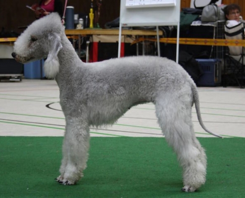 Bedlington Terrier vom Orkelsfelsen