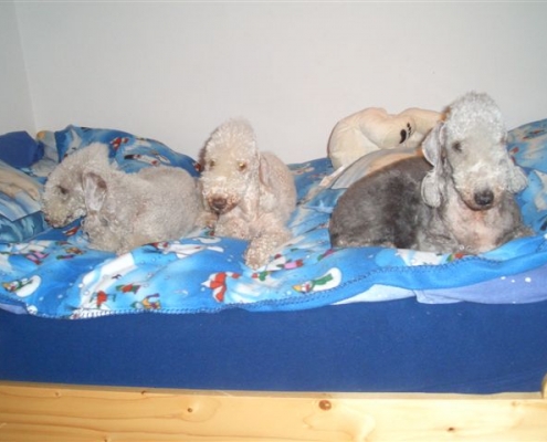 Bedlington Terrier vom Orkelsfelsen