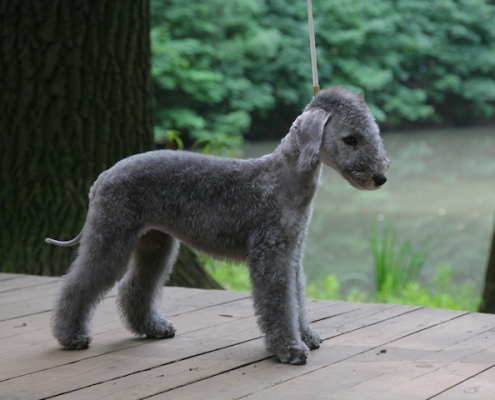 Bedlington Terrier vom Orkelsfelsen