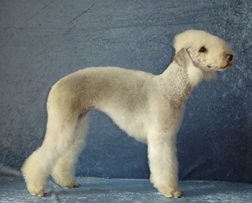 Bedlington Terrier vom Orkelsfelsen