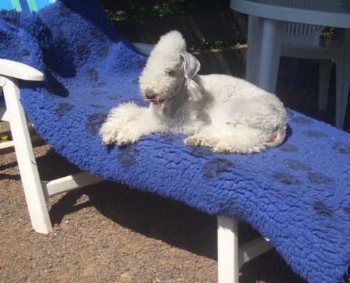 Bedlington Terrier vom Orkelsfelsen