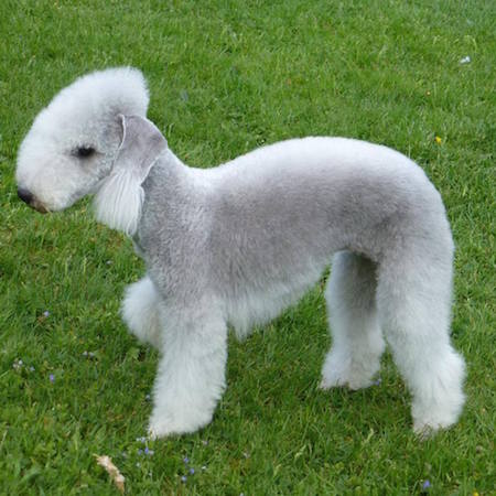 Bedlington Terrier vom Orkelsfelsen