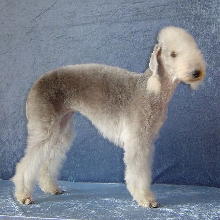 Bedlington Terrier vom Orkelsfelsen