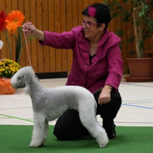 Edith Schneider - Bedlington Terrier vom Orkelsfelsen