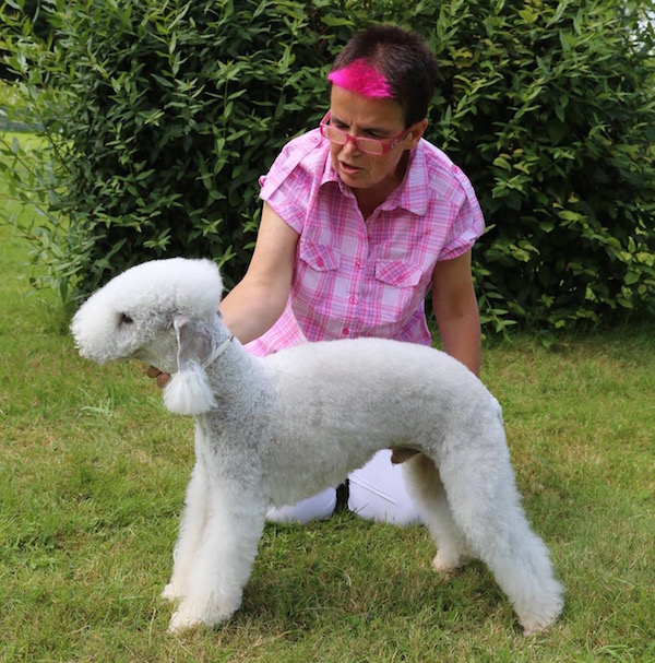 Edith Schneider - Bedlington Terrier vom Orkelsfelsen