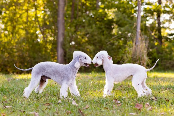 zwei zwei Bedlington Terrier stehen sich gegenüber