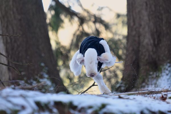 sehr dynamisches Bild eines zwei Bedlington Terriers